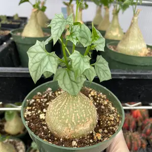 Rare Succulents - Gerrardanthus Macrorhizus