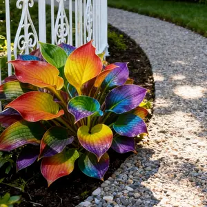 Hosta Seeds Perennial Shade Plant for Garden and Yard Non-GMO Easy Care USA Made Versatile  in Shaded Areas Outdoor Use