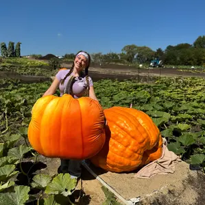 Pumpkin Pillow