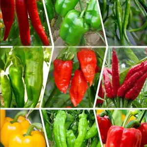 1000-Piece Mixed Chili Pepper Seeds for Indoor & Balcony Gardening – Year-Round Organic Vegetable Seeds for Homegrown Hot Peppers, Perfect for Small-Space Urban Gardening