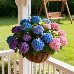 50 hydrangea seeds - vibrant and colorful flowers to create a beautiful garden - hardy plant seeds, ideal for gardening enthusiasts - easy to plant and beautify your landscape.