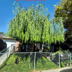 weeping willow tree cutlings 3 pieces (salix babylonica lazy