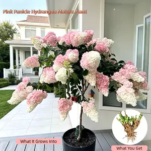 Pink Panicle Hydrangea Mature Bare Root Plant – Hardy Perennial, Healthy Root System, Easy for Beginners, Ideal for Outdoor Garden & Patio outdoorfun