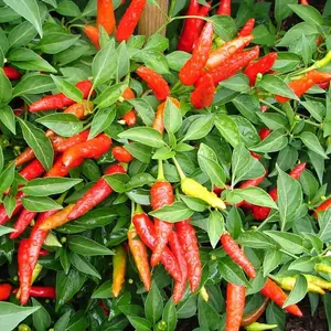 Cayenne Pepper Seeds - 200 Cayenne Pepper Seeds for Planting Indoors/Outdoors - Vegetables Seeds Packets