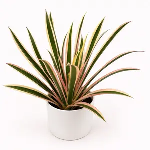 Neoregelia Torch Albo Live Bromeliad Plant, 6” Pot Rare Variegated Tropical Houseplant with Colorful Foliage for Indoor Home Decor