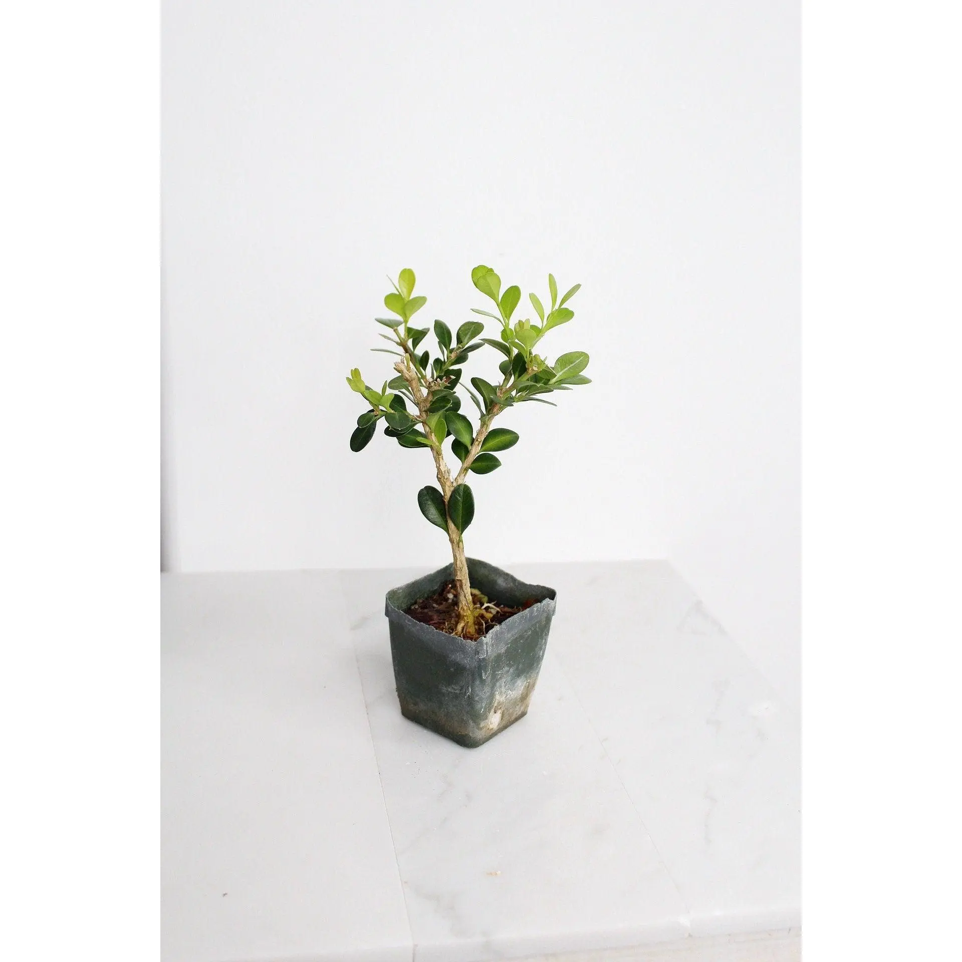 Bonsai Tree Starter - Winter Gem Boxwood Topiary Plant