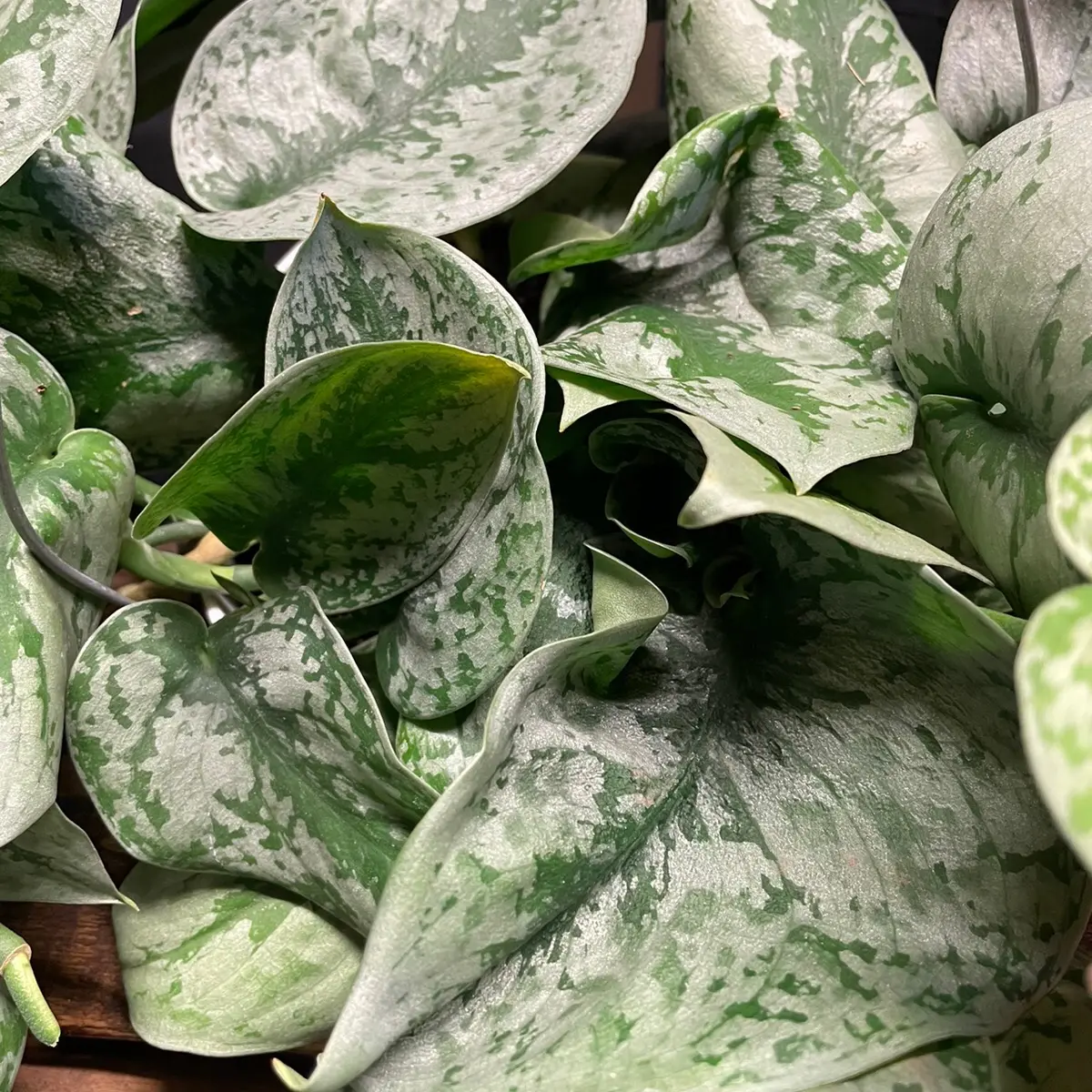 Scindapsus Pictus Exotica 6in Potted Hanging Basket - Easy Care Decorative Houseplant, Indoor Home Decor for Bedroom, Balcony, Home Decor Plants, Green Indoor Plants