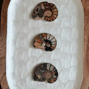 ammonite fossil slabs