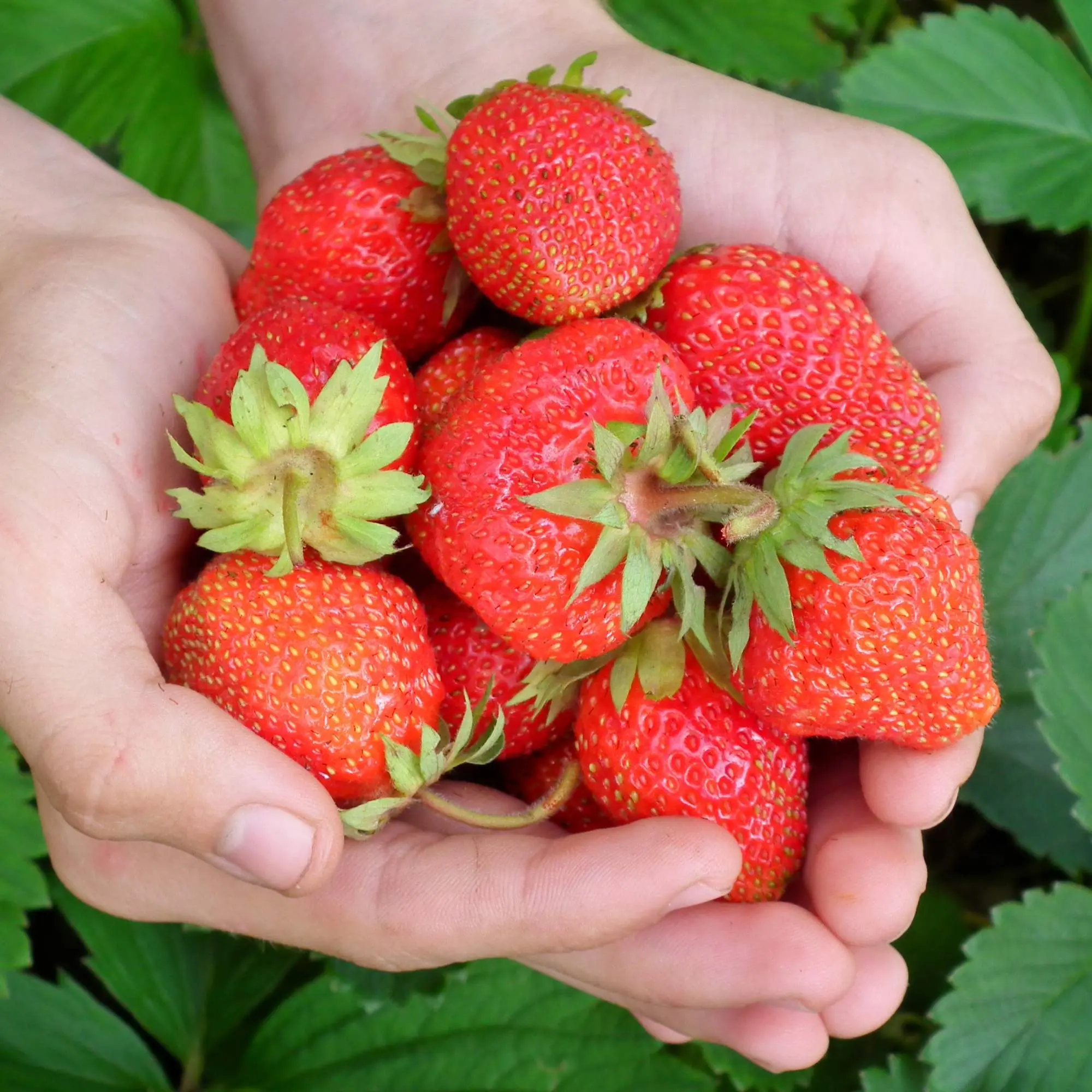 Evie 2 Everbearing Strawberry Plants | Non-GMO Bare Root | Continuous Harvest | Hand Picked Nursery