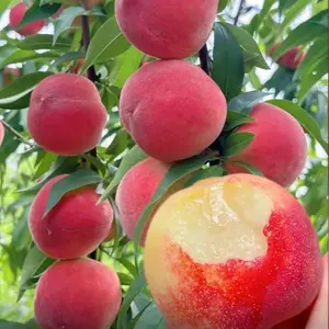 Mini Peach Tree for Pots – Sweet Juicy Fruit, Easy to Grow, Indoor & Outdoor Patio Plant