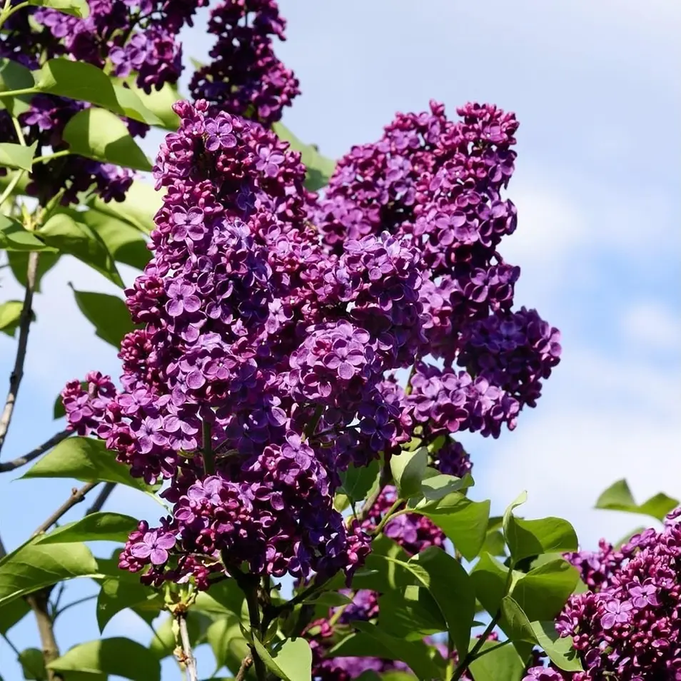 30 easy-to-grow, high-germination violet tree seeds. They produce beautiful purple flowers when planted, making them ideal for landscaping or as bonsai plants.