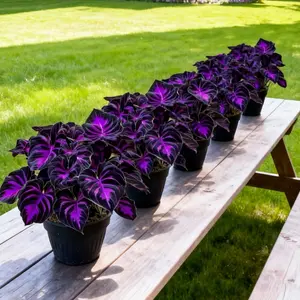 Hosta Seeds Perennial Shade Plant for Garden and Yard Non-GMO USA Made with Instructions for Easy Care and Versatile Growth