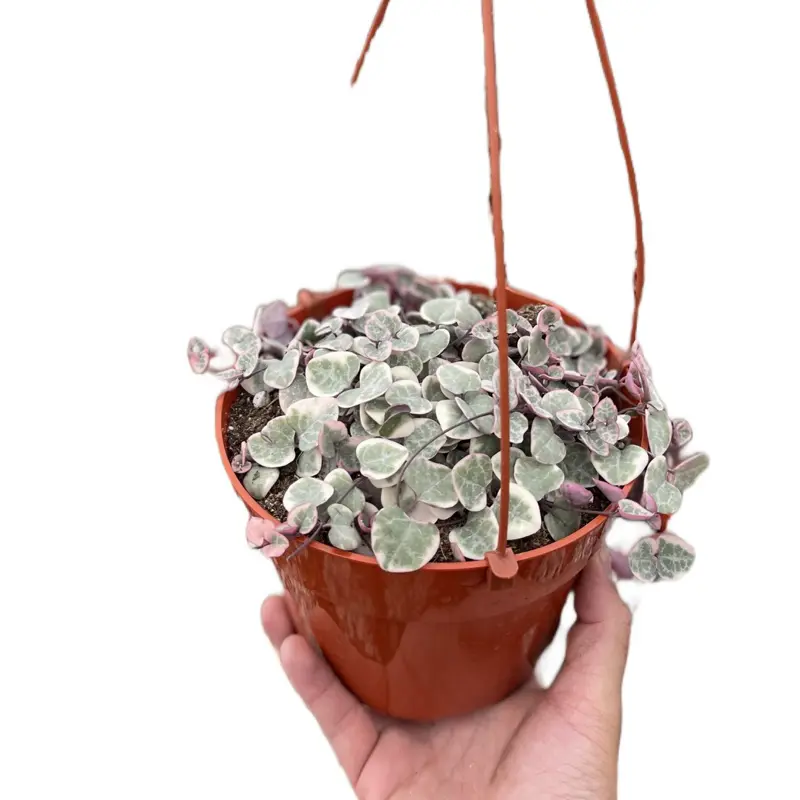 6” variegated string of hearts hanging bedroom Sculpture