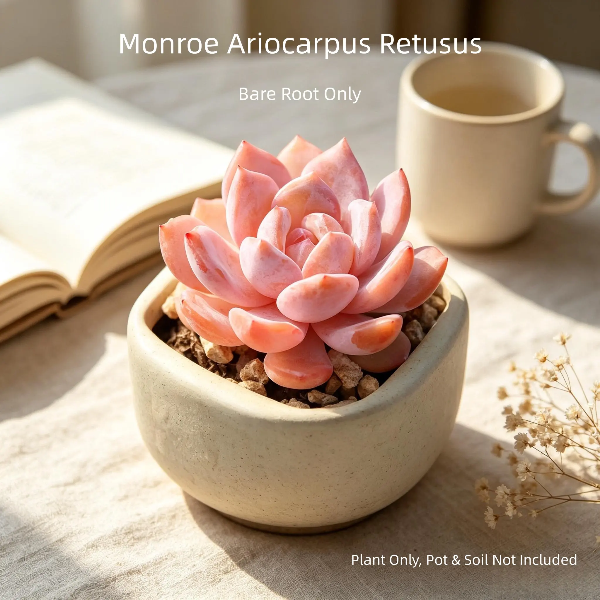 Rare Ariocarpus Retusus 'Monroe' | Live Bare Root Living Rock Cactus, Collector Grade Succulent, No Pot No Soil