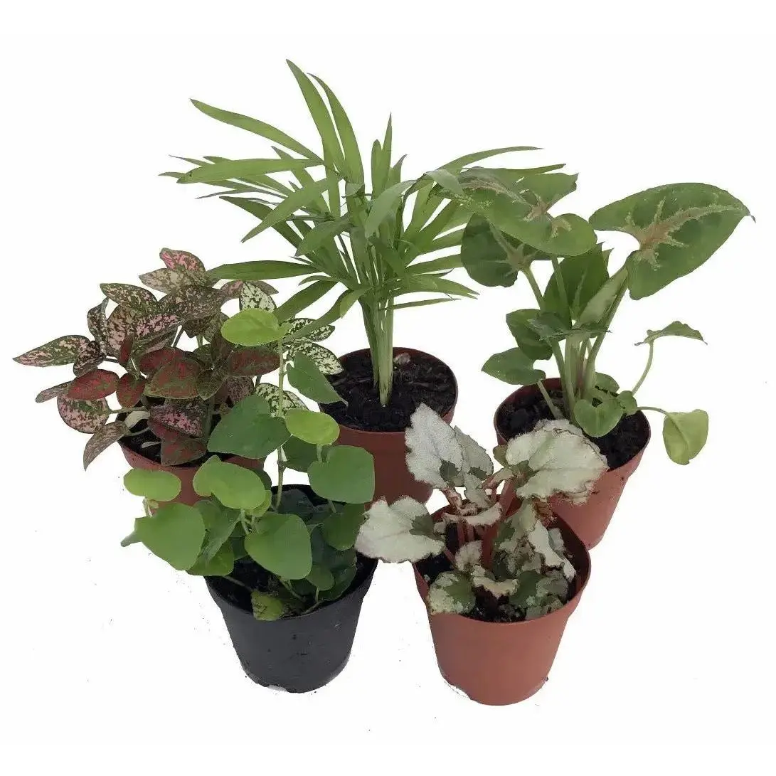 Terrarium and Fairy Garden Plant Collection