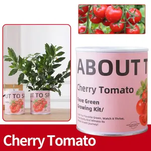 Premium Fresh Cherry Tomatoes, Bulk Family Pack, Nutritious Fruit for Household Daily Use