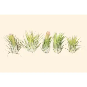 Large Tillandsia Ionantha Scaposa 'Kolbii' Air Plants [5 Pack]