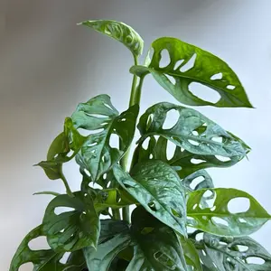 Monstera Swiss Cheese 6" Monstera Adansonii House Plant for Indoor Decoration and Air-Purification