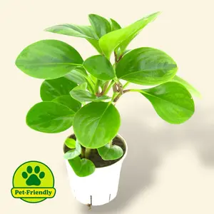 Peperomia Lemon Lime 4” - Pet Safe Low Maintenance House Plant