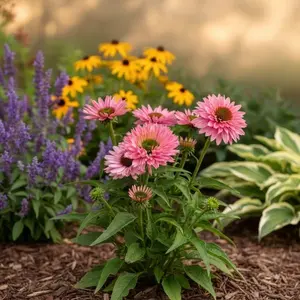 Sunseekers™ Salmon Coneflower
