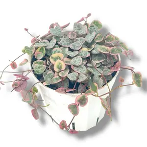 Variegated String Of Hearts, 4inch Pot, Hnaging succulent, Live Plant, Easy care