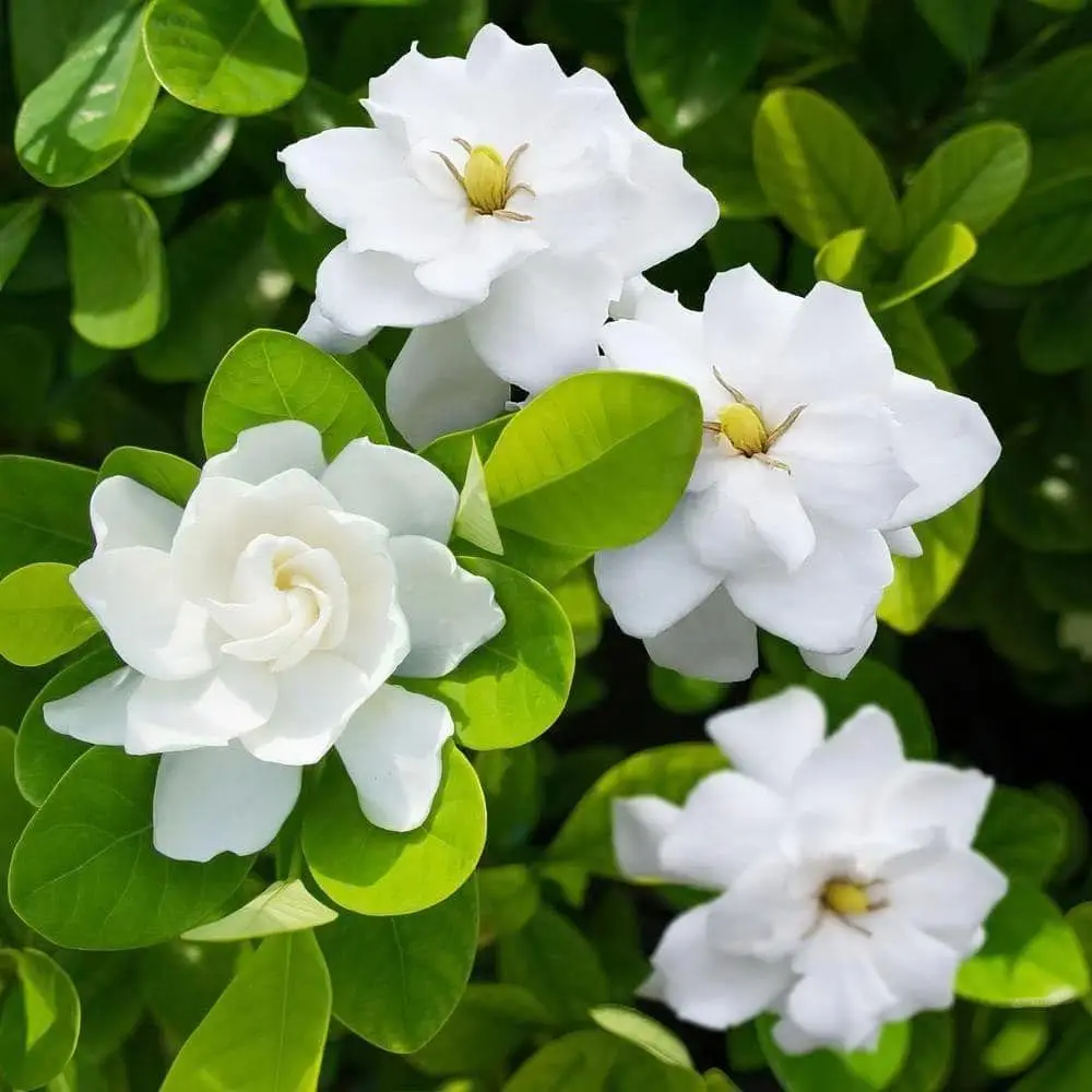 Gardenia Flower Seeds, 50+ Pcs Easy-to-Grow Bulk Packs for Home Garden Planting, Home Improvement Garden Supplies with Enhanced Plant Growth Support