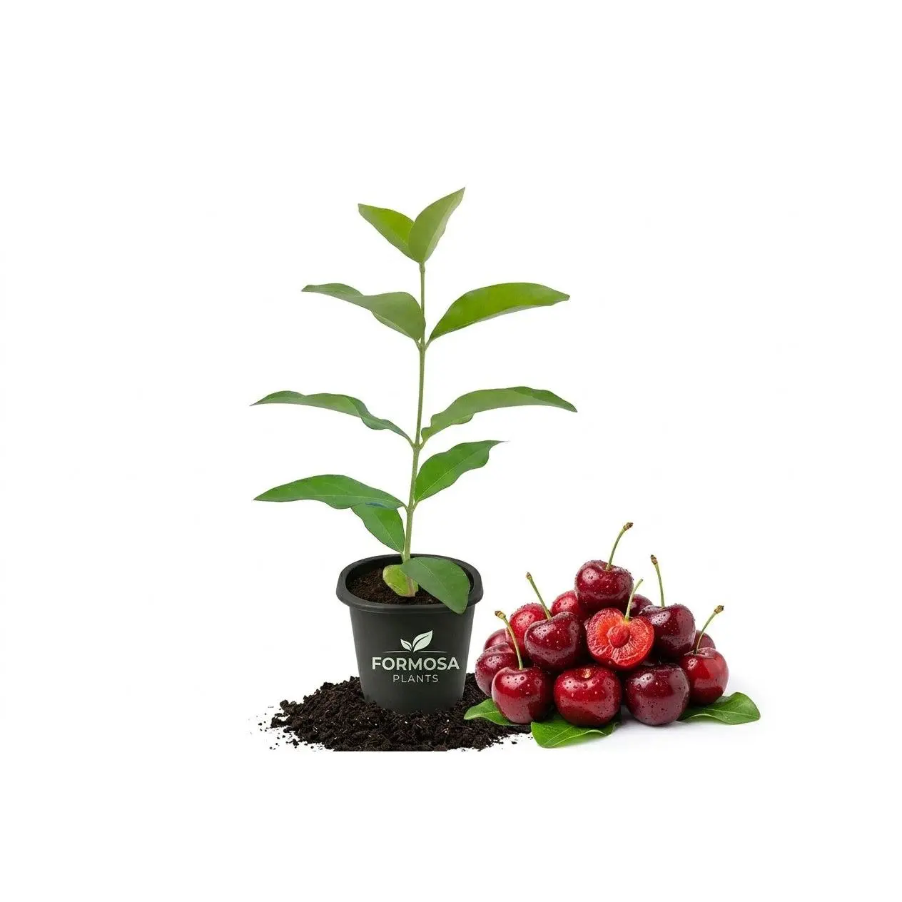 Barbados Cherry Tree - 1 Live Plant in a 2 Inch Pot - Edible Fruit Bearing Tree, Sweet Tart Tropical Cherries for Patio and Garden - Malpighia emarginata