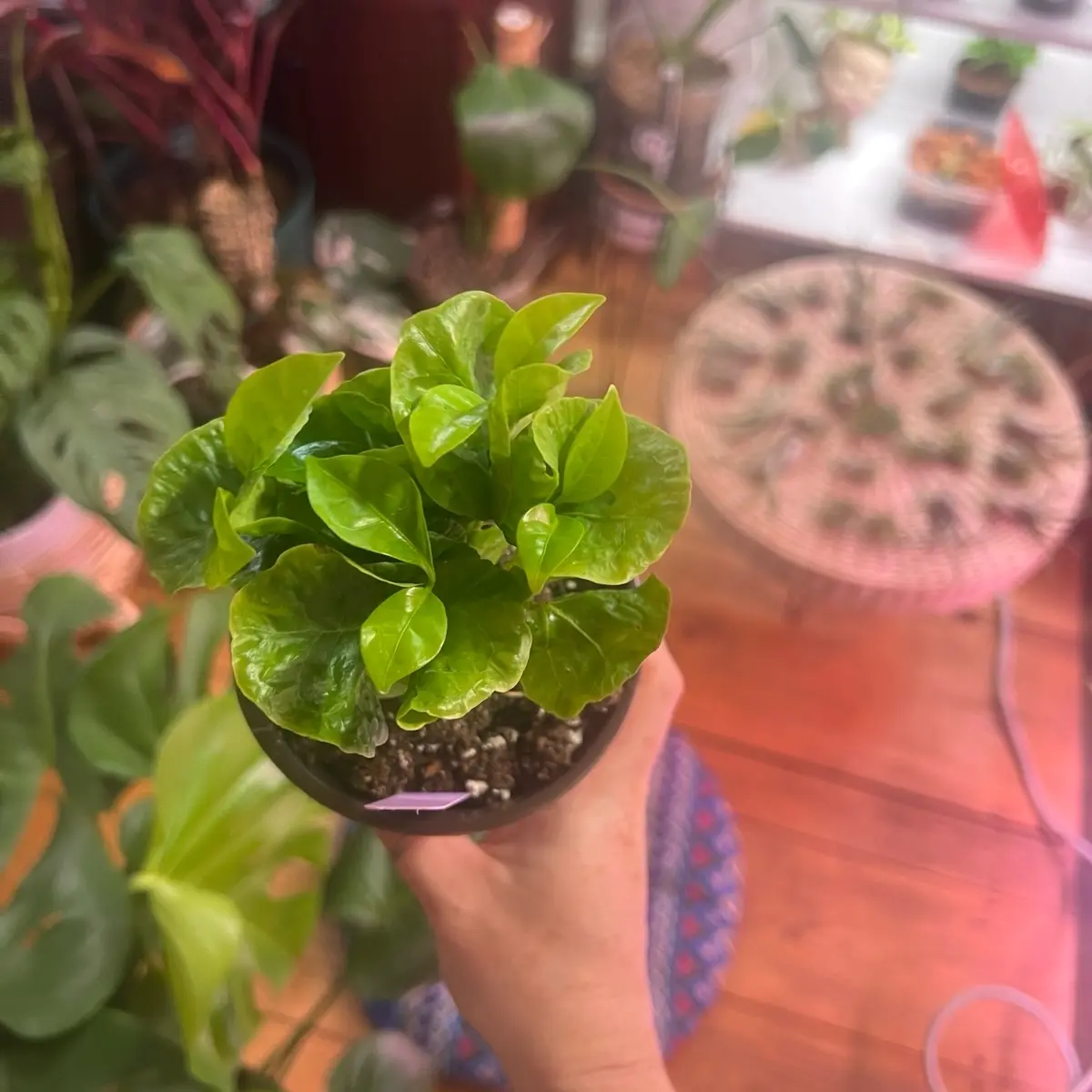Coffee plant