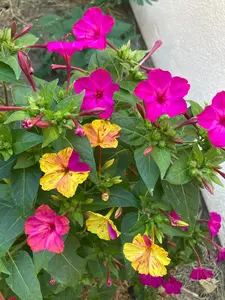 Four O'Clock (Mirabilis jalapa) Bicolor (Pink / Yellow) Live Starter Plant