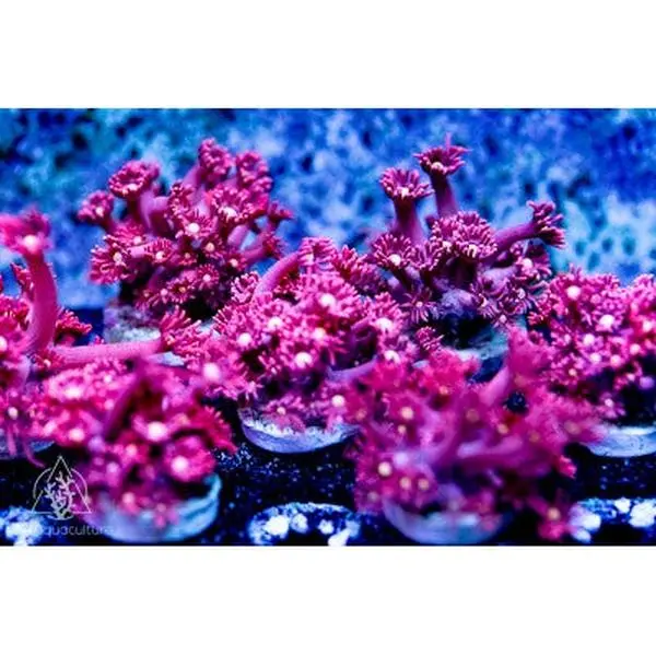 ACI Dragons Breath Goniopora