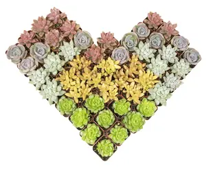 Gardens Made Easy ™ Bulk Succulent 50-pack: Colorful, Cute & Carefree Plants – Wedding, Celebration, DIY Succulents - (2" Pots) - Easy & Unique Varieties