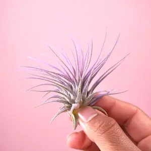 Ionantha “Lavender” - Enhanced Air Plant