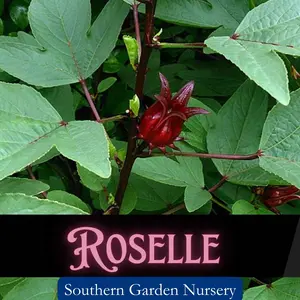 Roselle Seeds Hibiscus sabdariffa Jamaican Sorrel Florida Cranberry Asian Sour Leaf Edible Hibiscus Heirloom Non-GMO for Culinary Use