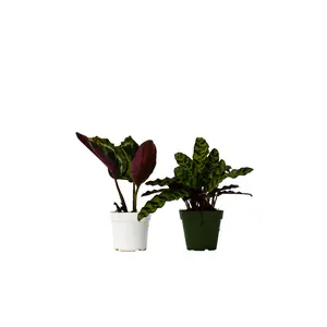 2 Calathea Plants Variety Pack in 4" Pots - The Two Calathea Tango