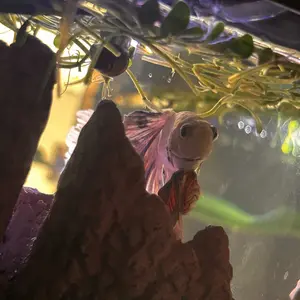 Hygger Fish Tank Cleaner 3 in 1 Siphon Coral Feeder Kit for small Tank ，Hand Siphon Hose to Remove and Change Water or Sand in Minutes - Fish Aquarium Accessories, Supplies & Cleaning Tools