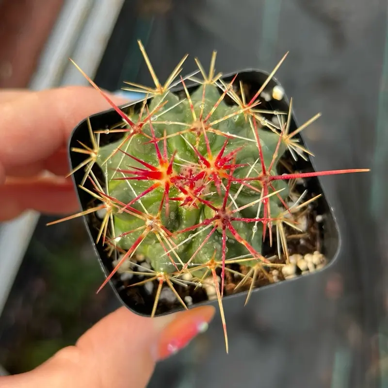 2” Thelocactus Bicolor