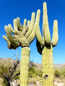 10 SAGUARO GIANT CACTUS SEEDS (Carnegiea gigantea) "Tree like Cacti"
