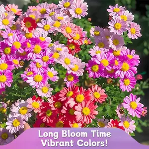 Pest Killer Pyrethrum Daisy Seeds 200 to 500pcs Easy to Grow Year-round Planting Perennial Plants Super Resistant to Pests and Diseases Long Bloom Time Vibrant Colors