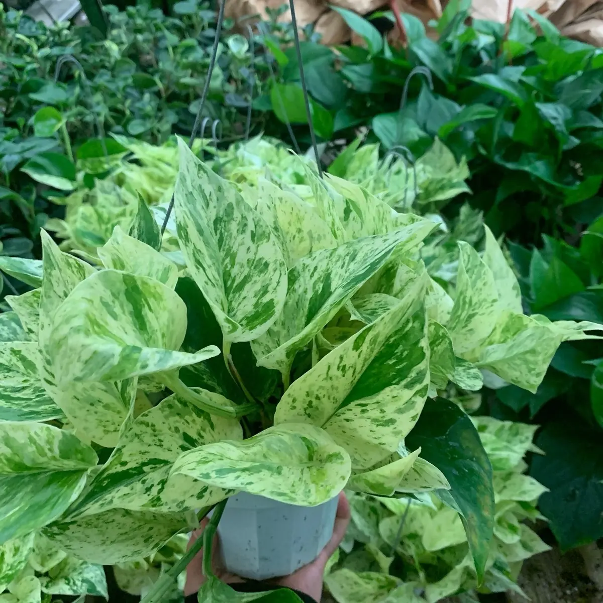 Marble Queen 6-inch Live Tropical Plant with Hanger Nature Decorative Window Perennial Houseplants Hanging Variegated Foliage Easy Care