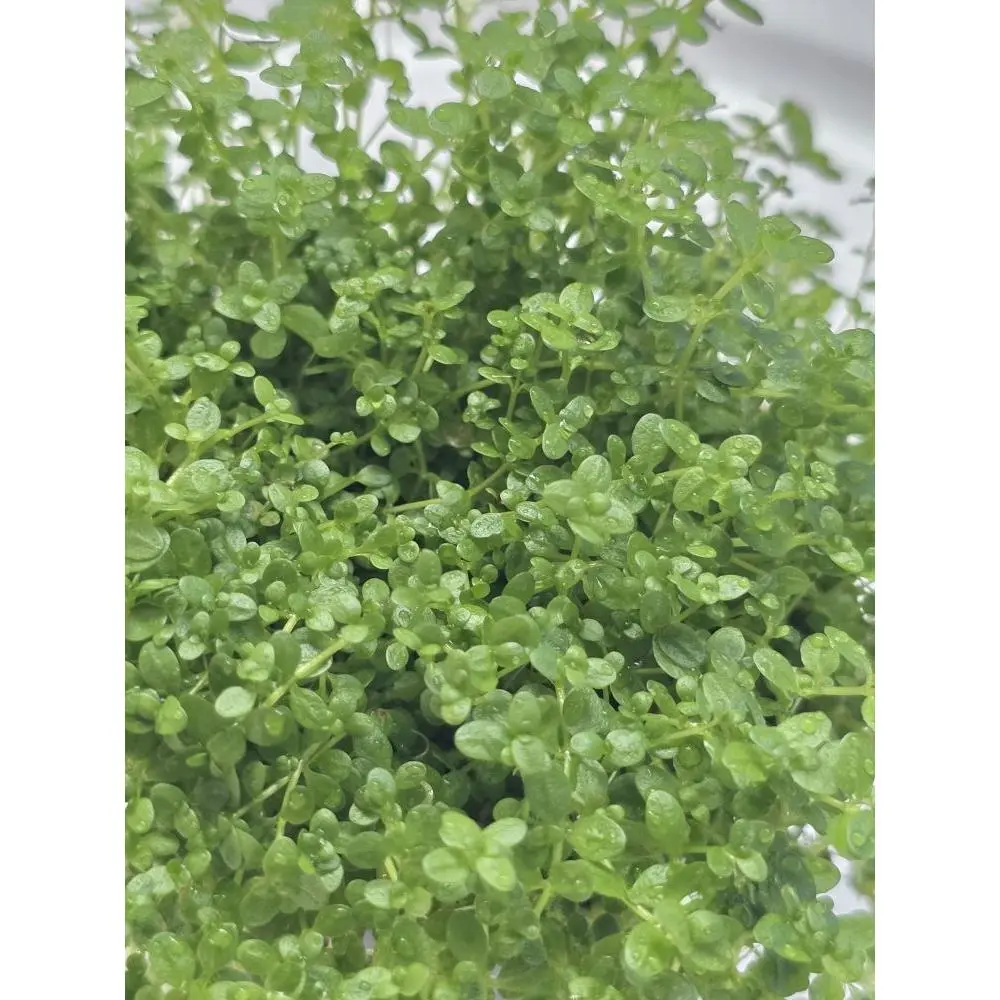 Tofu's Tanks Dwarf Baby Tears - Aquarium Carpeting Plant - Requires CO2 Injections with High Light and Plant Soil - Live Aquarium Aquascaping Decor