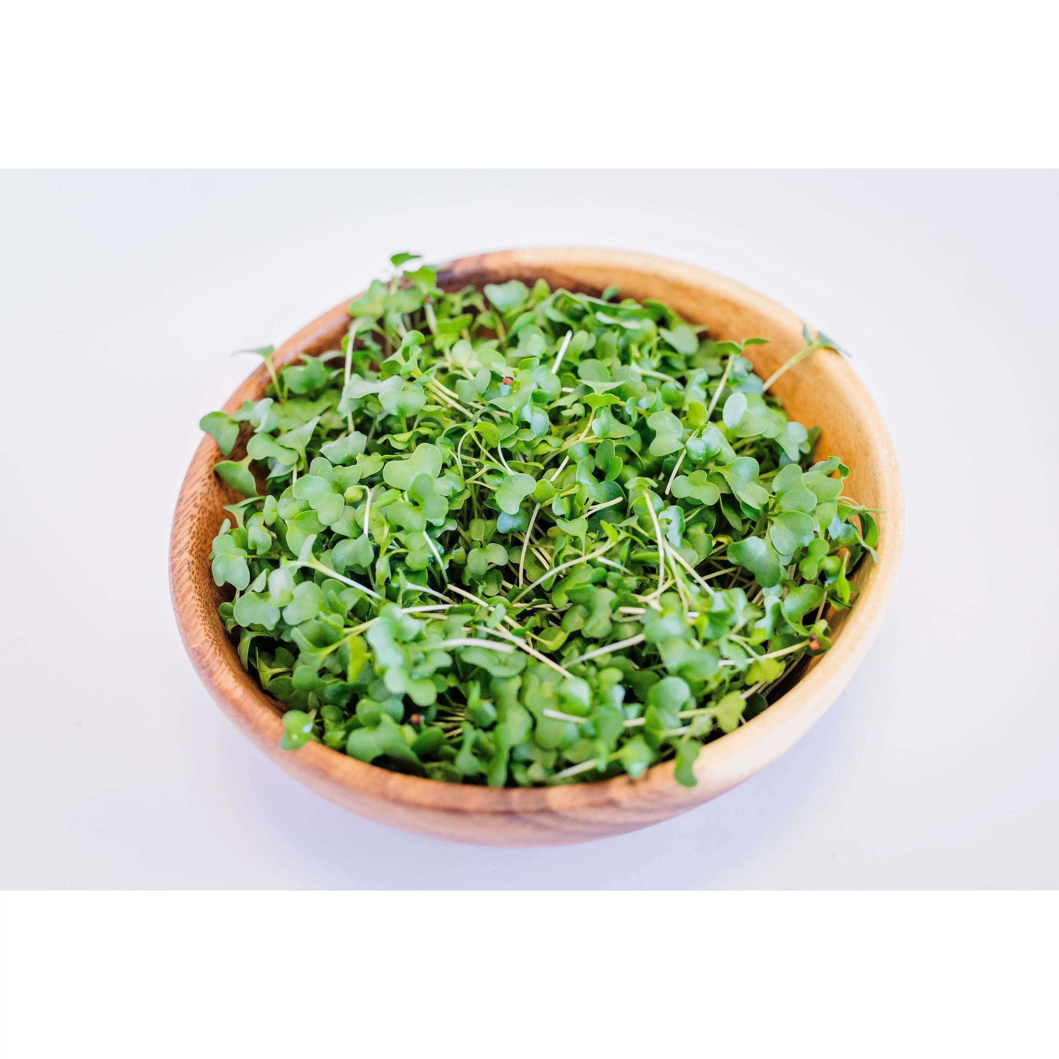 Fresh Kale Microgreens – Single Variety · Indoor-Grown · Pesticide-Free · Nutrient-Dense