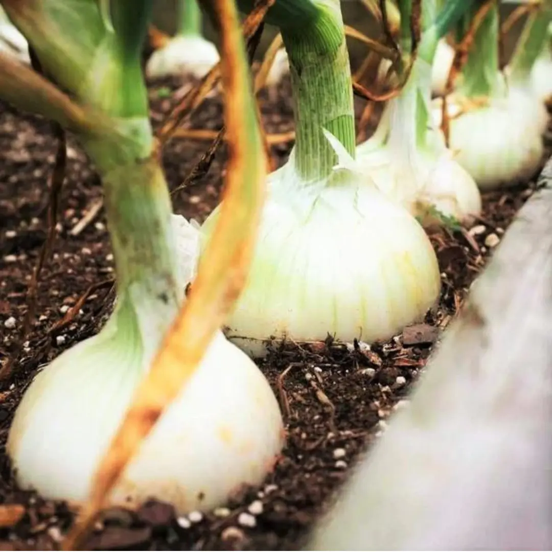 Organic White Sweet Spanish Onion Seeds (Allium cepa) – Large, Sweet Onions Perfect for Fresh Salads and Cooking