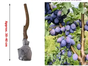 Prune Plum Tree Seedling – Easy to Grow at Home, Perfect for Beginner Gardeners, Ideal for Backyard and Patio Gardens