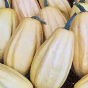 Heirloom Fordhook Acorn Squash Seeds - Organic and Regenerative Gardening Seeds