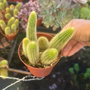 Golden rat tail cactus 4 inch pot plant