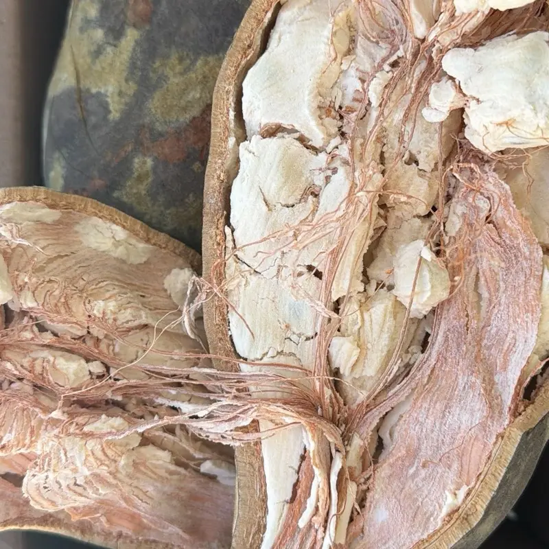 Baobab in Shell  - Baobab seeds- Natural and Organic