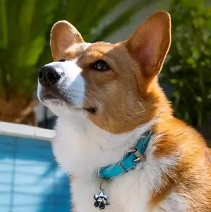 Frequency Tuned Pet Tag, EMF Protection