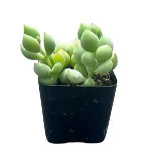 Cotyledon Pendens | Cliff Cotyledon Succulent | Rare Trailing Plant | Pick your size