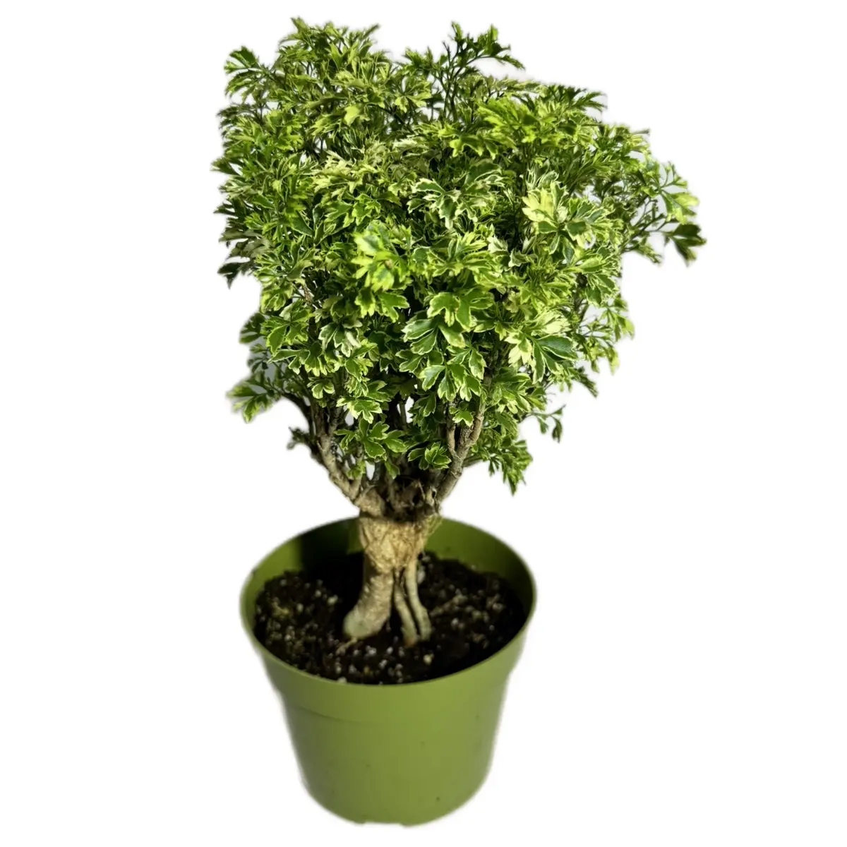 Variegated Ming Aralia 6 inch pot Plant Variegated Ming Aralia 6 inch pot Plant