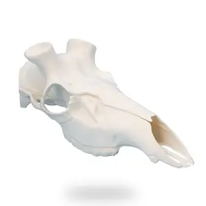 Skull Master European Mount Kit for Elk